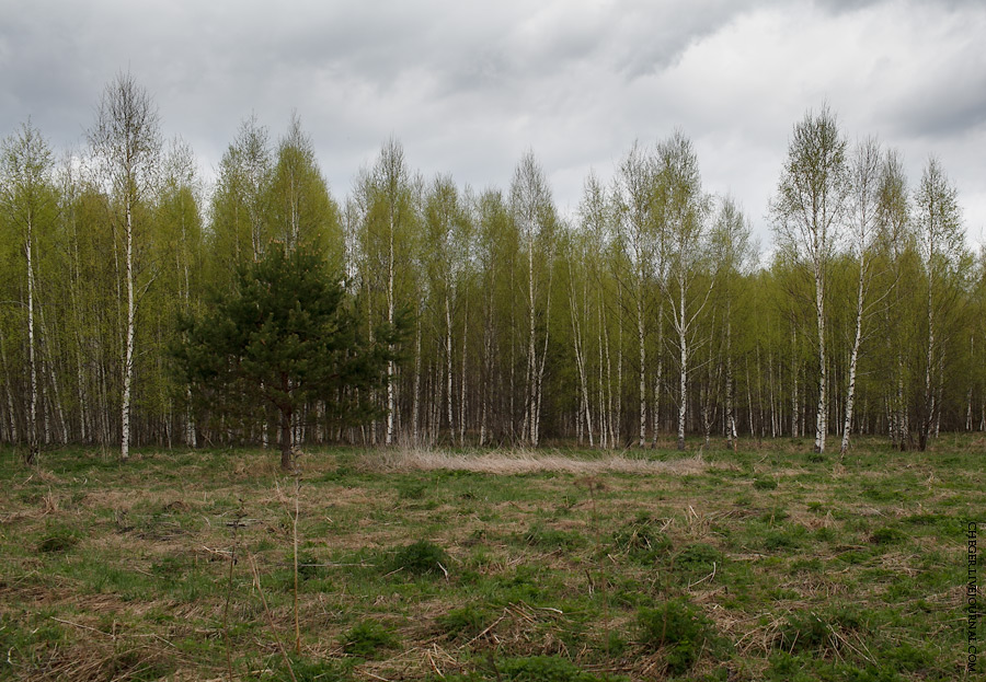 У берега Алсмы через чащу еле заметил голбец — это остатки скитского кладбища. С ужиком