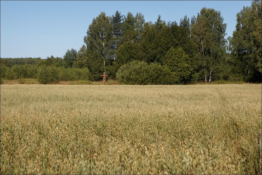 Вот так сегодня выглядит Комаровский скит. Ничего, кроме двухметрового креста в поле овса и не напоминает о том, что когда-то тут было большое поселение. Здесь стояло около 50 обителей, в которых проживало более 2000 человек.