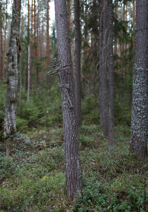 Иногда на деревьях видны прибитые кресты. Зачем они? Я не знаю, может дорогу указывают? А может находятся тут в память от том, что когда-то тут была келья...